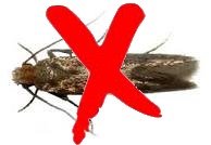 Carpet moth treatment Nottingham Carpet moth treatment Nottingham